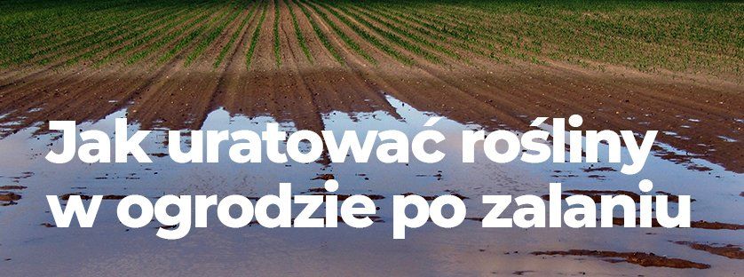 Jak uratować rośliny w ogrodzie po zalaniu? | Blog Sklepogrodniczy.pl