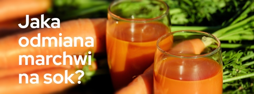 Jaka odmiana marchwi na sok?	| Blog Sklepogrodniczy.pl 