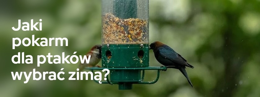 Jaki pokarm dla ptaków wybrać zimą? | Blog Sklepogrodniczy.pl