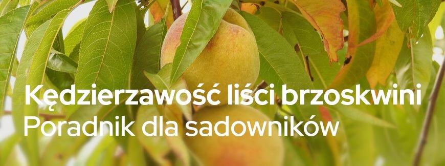 Kędzierzawość liści brzoskwini. Poradnik dla sadowników | Blog Sklepogrodniczy.pl