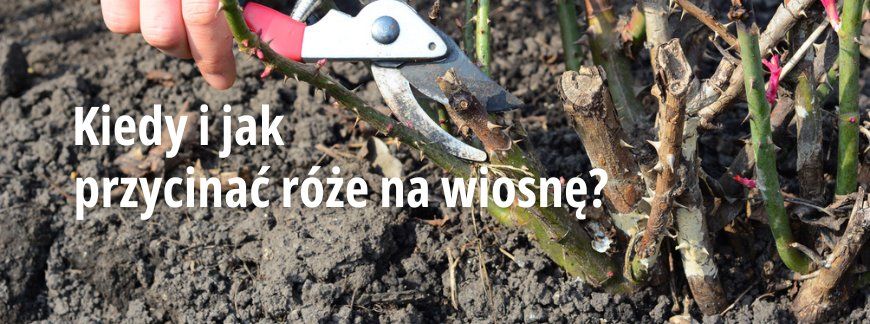 Jak przycinać róże na wiosnę?