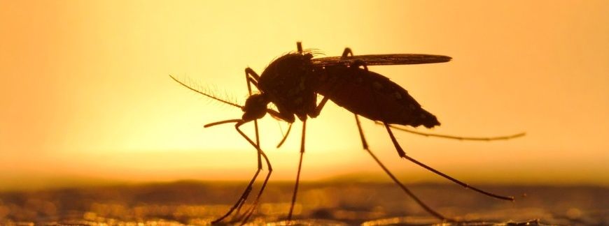 Komar w ogrodzie o zachodzie słońca. Fot. Loomo Digital - shutterstock.com