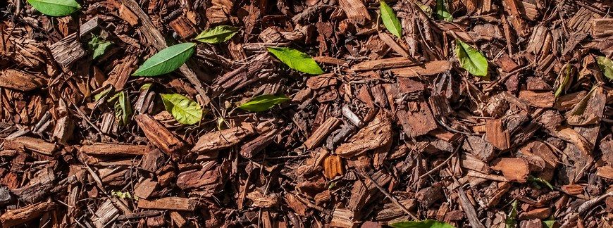 Kora sosnowa do ogrodu – ściółkowanie, walka z chwastami i dekoracja