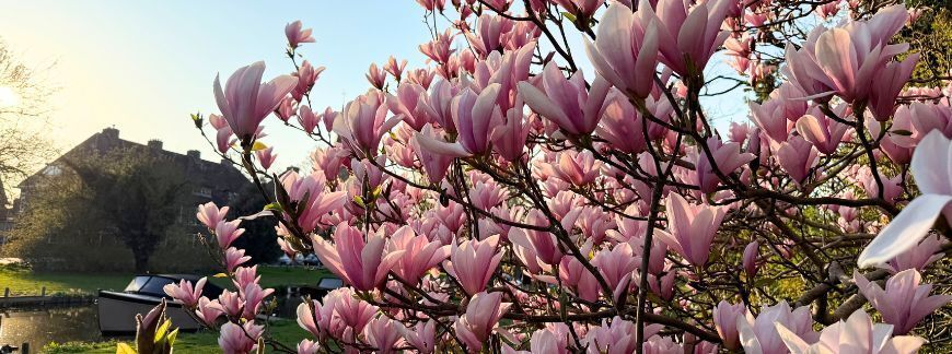 Magnolia kwitnąca wiosną w ogrodzie