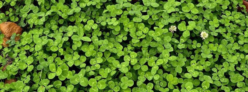 Liście mikrokoniczyny białej. Fot. This_is_JiHun_Lee - shutterstock.com