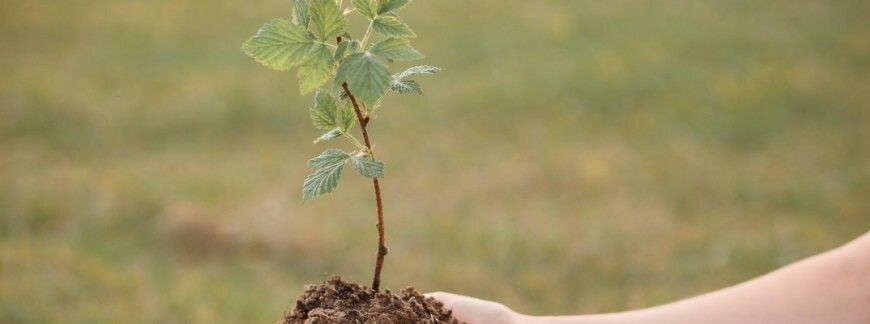 Młoda sadzonka malin trzymana w dłoniach przed posadzeniem