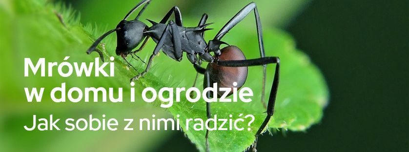 Mrówki w domu i ogrodzie – jak sobie z nimi radzić? | Blog Sklepogrodniczy.pl