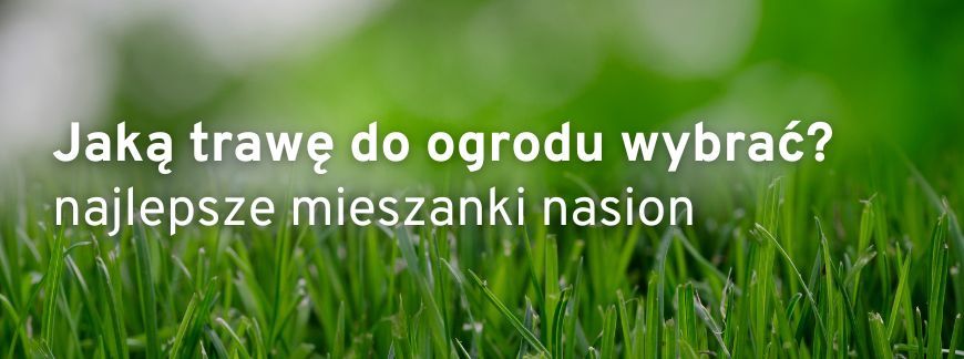 Najpopularniejsze nasiona trawy