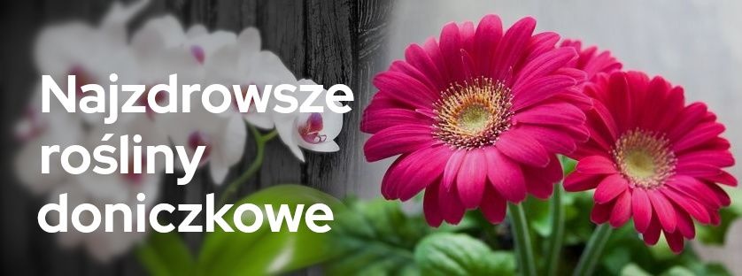 Najzdrowsze rośliny doniczkowe | Blog Sklepogrodniczy.pl