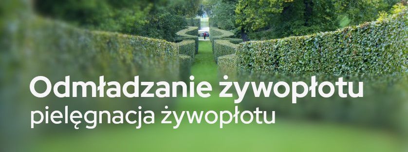 Odmładzanie żywopłotu. Pielęgnacja żywopłotu | Blog Sklepogrodniczy.pl 
