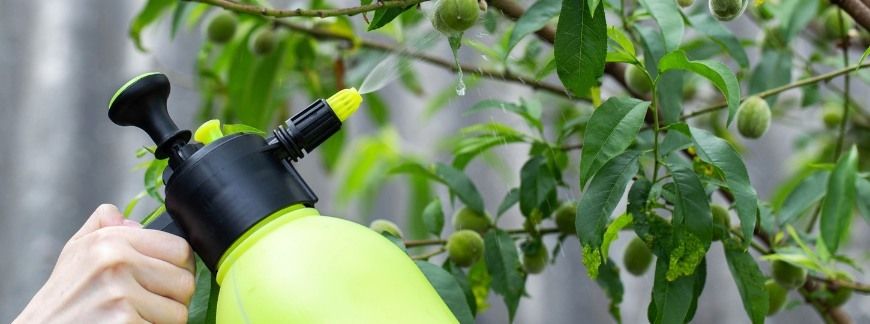 oprysk drzewa owocowego ręcznym opryskiwaczem