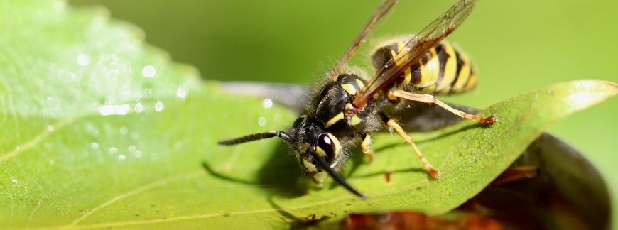 Szerszenie i osy w ogrodzie – co je odstrasza i jak się ich pozbyć?