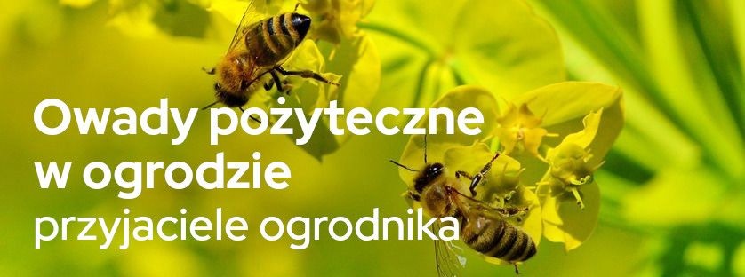 Owady pożyteczne w ogrodzie – przyjaciele ogrodnika | Blog Sklepogrodniczy.pl