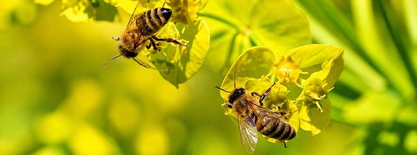 Owady pożyteczne w ogrodzie – przyjaciele ogrodnika