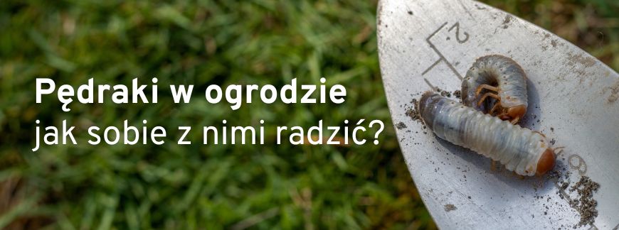 Pędraki w ogrodzie