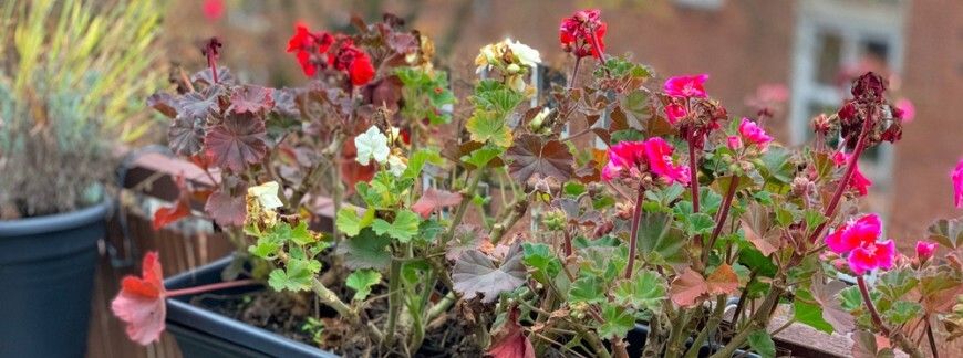 Pelargonie zimowanie – kwiaty na balkonie przed przeniesieniem do pomieszczenia