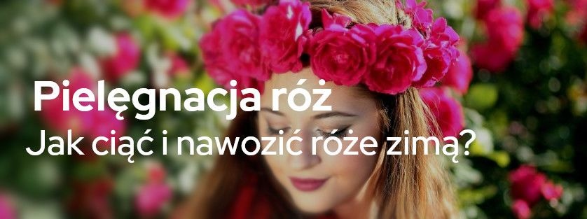 Pielęgnacja róż: Jak ciąć i nawozić róże zimą? | Blog Sklepogrodniczy.pl 