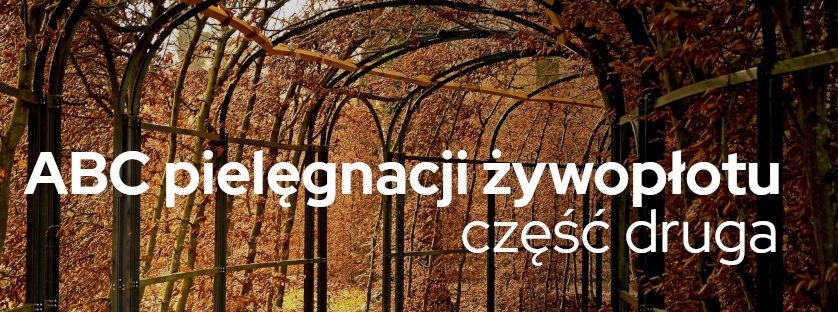 Żywopłot jesień |Blog Sklepogrodniczy.pl 
