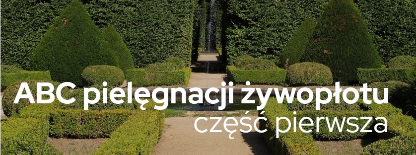 Żywopłot - pielęgnacja jesienią i nie tylko | Blog Sklepogrodniczy.pl