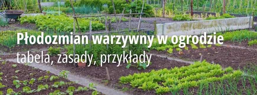 ​Płodozmian warzywny w ogrodzie – jak zaplanować zmianowanie?