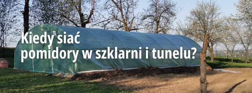 Kiedy siać pomidory w szklarni i tunelu?