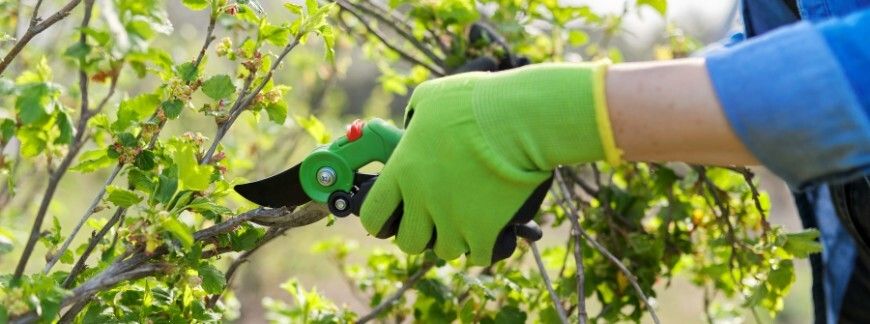 Przycinanie pędów porzeczki sekatorem w ogrodzie