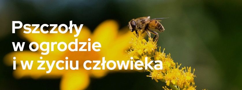 Pszczoły w ogrodzie i w życiu człowieka | Blog Sklepogrodniczy.pl
