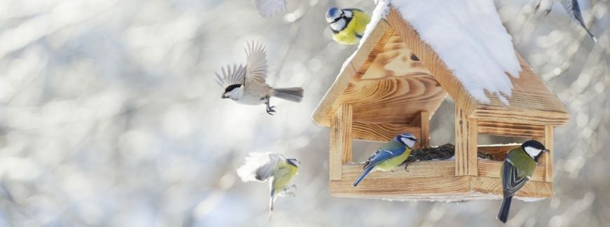 Ptaki zimą przy drewnianym karmniku z ziarnem