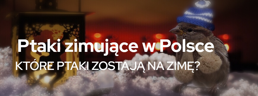 Ptaki zimujące w Polsce. Które ptaki zostają na zimę? | Blog Sklepogrodniczy.pl