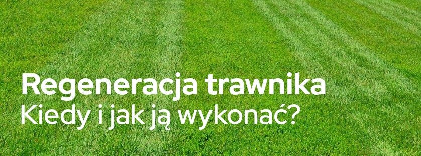 Regeneracja trawnika – kiedy i jak ją wykonać? | Blog Sklepogrodniczy.pl