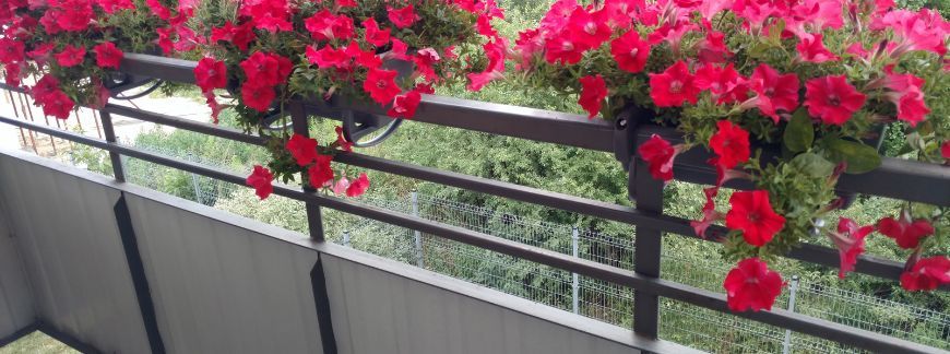 Jakie rosliny na balkon?
