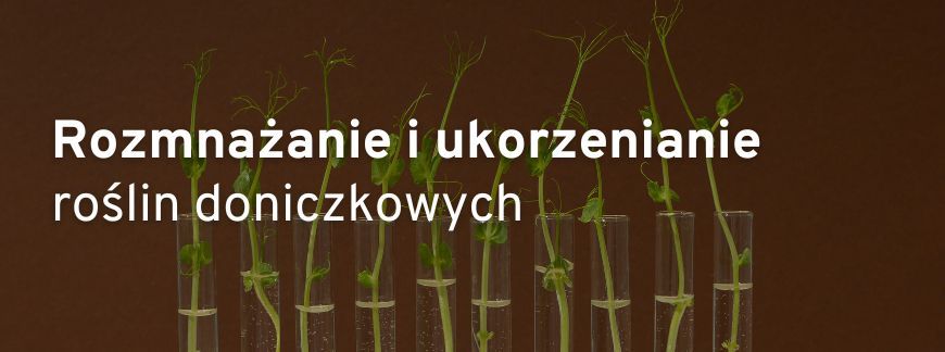 Rozmnażanie i ukorzenianie roślin doniczkowych