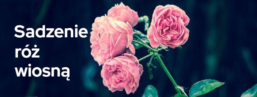 Sadzenie róż wiosną. Jak i kiedy sadzić róże w ogrodzie? | Blog Sklepogrodniczy.pl