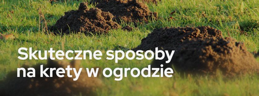 Skuteczne sposoby na krety w ogrodzie | Blog Sklepogrodniczy.pl