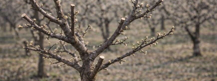 Młoda śliwa po wiosennym cięciu z widocznymi świeżymi miejscami cięcia i uformowaną koroną w sadzie