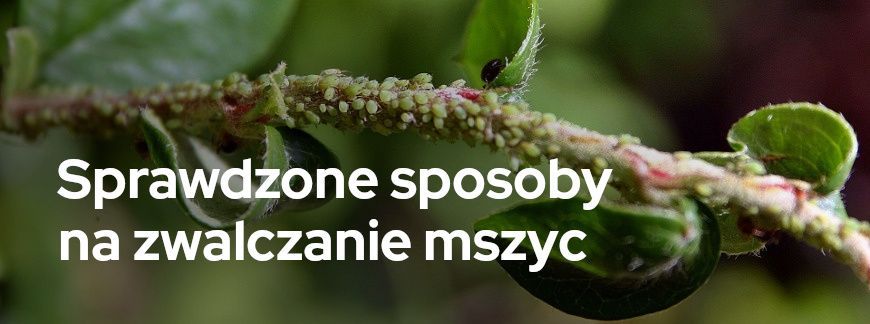 Sprawdzone sposoby na zwalczanie mszyc | Blog Sklepogrodniczy.pl