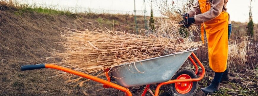 sprzątanie ogrodu po zimie – usuwanie suchych roślin i gałęzi do taczki