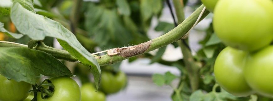 szara pleśń na pomidorach – objawy ochroby na łodydze. Fot. AJCespedes - shutterstock.com