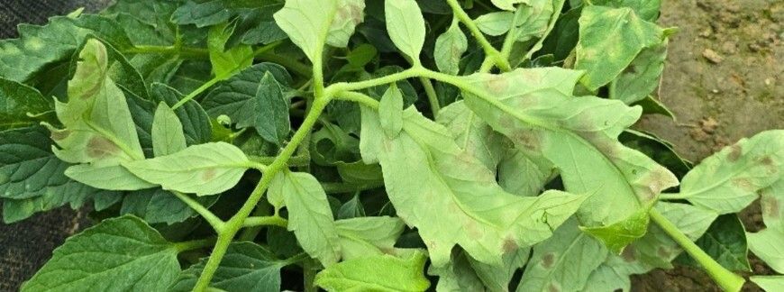 szara pleśń na pomidorach – objawy choroby na liściach pomidora. Fot. M. Górski