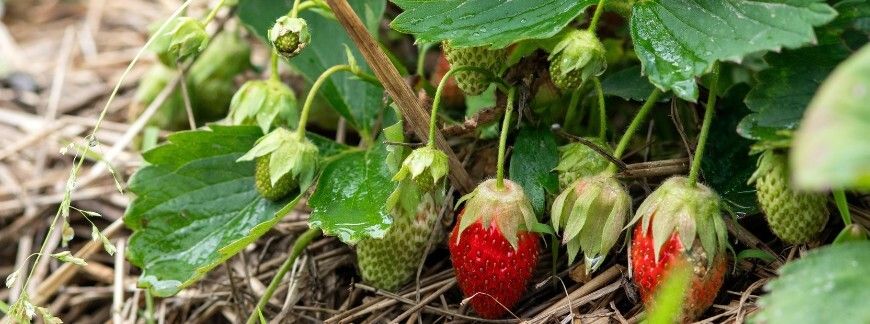 Truskawki – pierwsze owoce wiosną