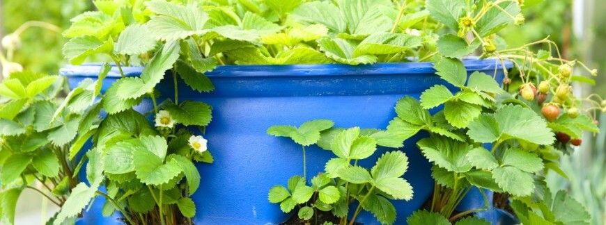 uprawa truskawek w beczce plastikowej