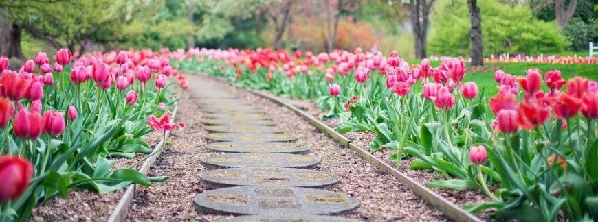 Tulipany na rabacie wyznaczenie ścieżek w ogrodzie
