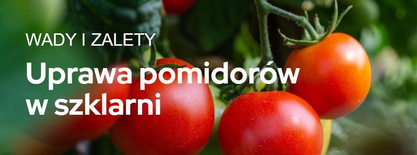 Uprawa pomidorów w szklarni – zalety i wady