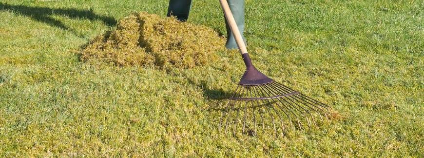 Usuwanie mchu z trawnika za pomocą grabi ogrodowych. Fot. Antoni M Lubek - shutterstock.com
