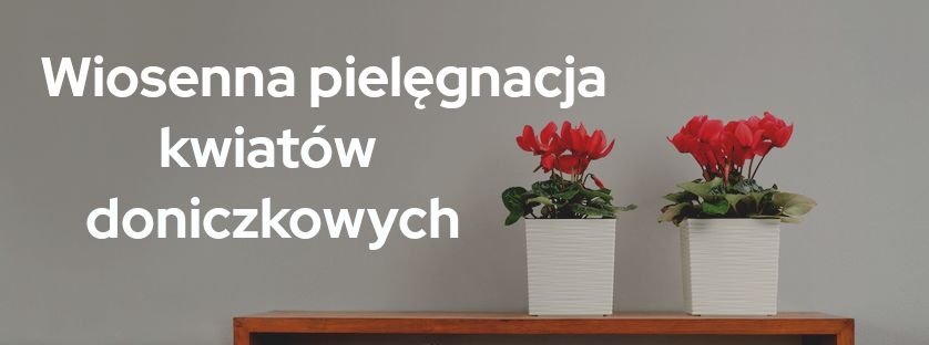 Wiosenna pielęgnacja roślin doniczkowych | Blog Sklepogrodniczy.pl
