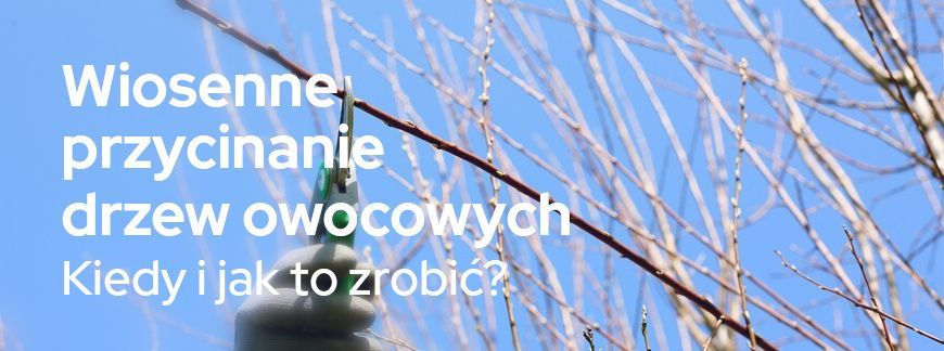 Wiosenne przycinanie drzew owocowych – kiedy i jak to zrobić? | Blog Sklepogrodniczy.pl