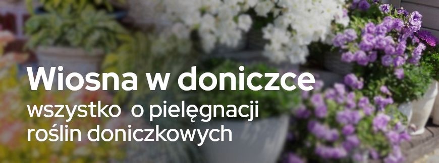 Wiosna w doniczce, czyli wszystko o pielęgnacji roślin doniczkowych | Blog Sklepogrodniczy.pl