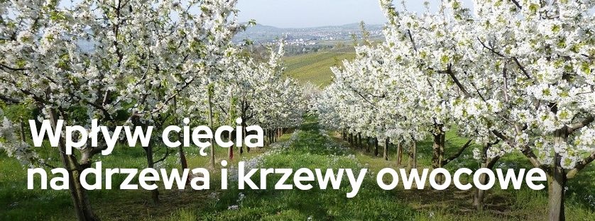 Wpływ cięcia na drzewa i krzewy owocowe | Blog Sklepogrodniczy.pl