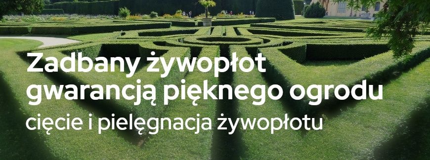 Zadbany żywopłot gwarancją pięknego ogrodu. Cięcie i pielęgnacja żywopłotu | Blog Sklepogrodniczy.pl
