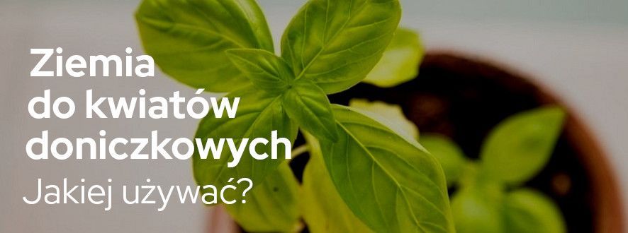 Ziemia do kwiatów doniczkowych - jakiej używać? | Blog Sklepogrodniczy.pl